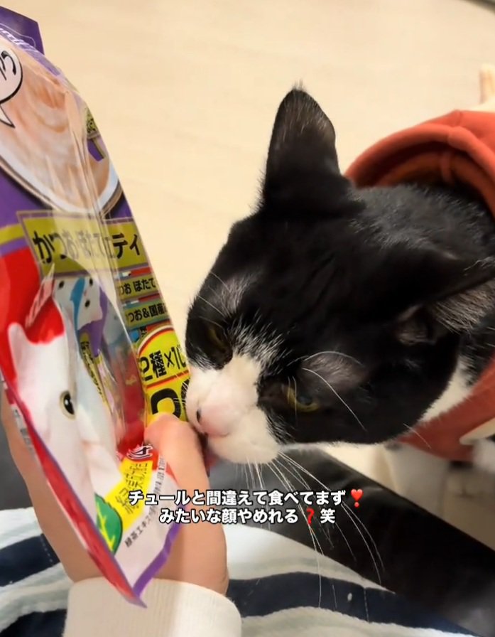 指を舐めるオレオちゃん