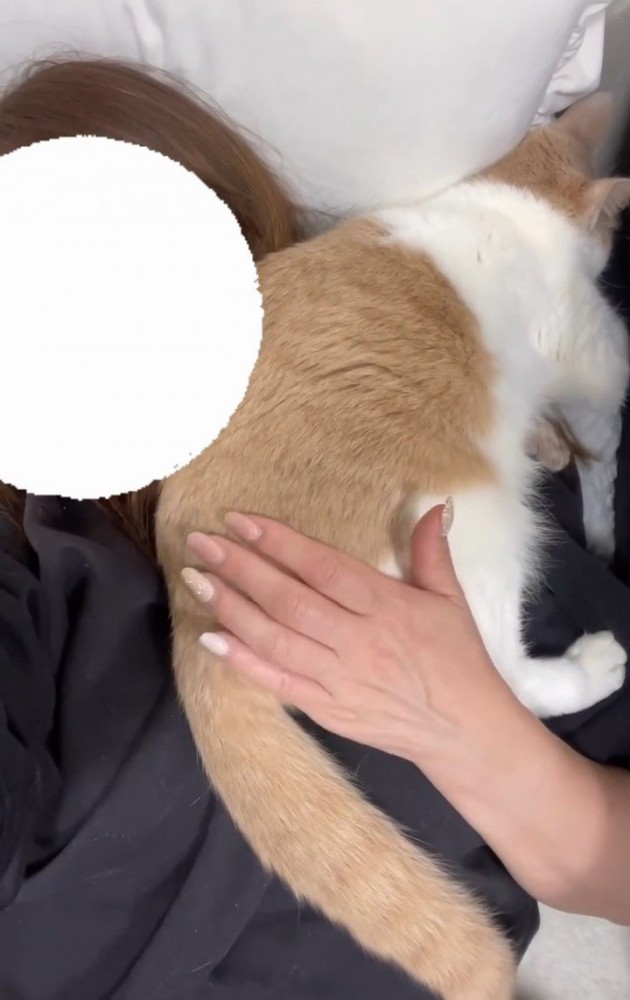 人の肩に乗る猫