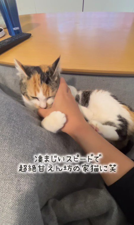 甘えている子猫