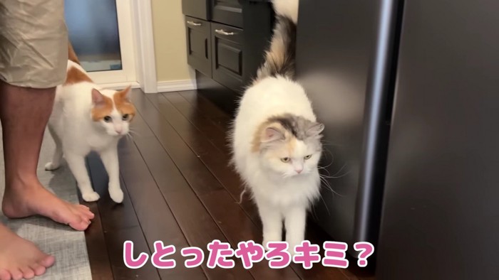 並んで歩く2匹の猫
