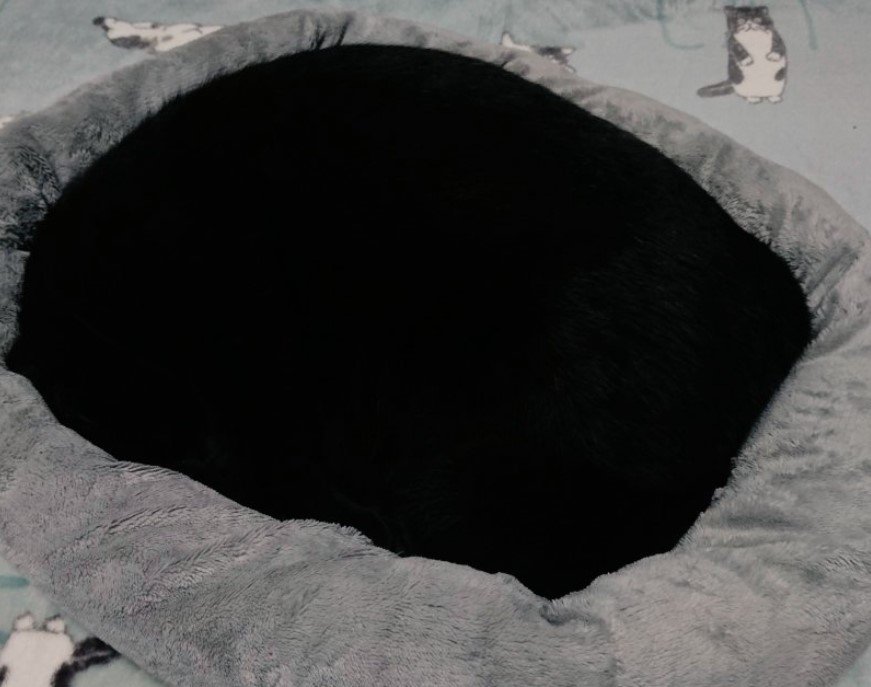 クッションの上で眠る猫