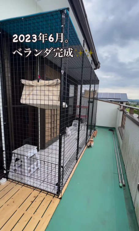 猫用ベランダが設置された猫部屋