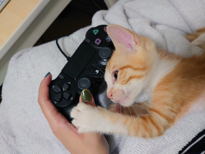 ゲーム機のコントローラーを持つ飼い主の手にしがみつく子猫