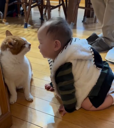 猫の顔に自分の顔を近づける赤ちゃん