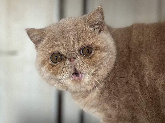 驚いた表情の子猫の顔のアップ