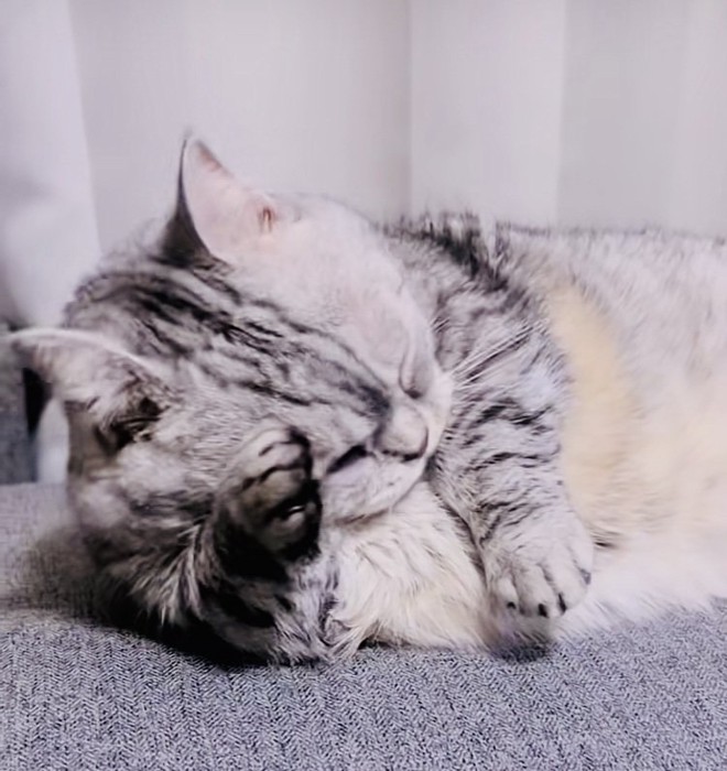 ソファで顔を洗うジェネッタ