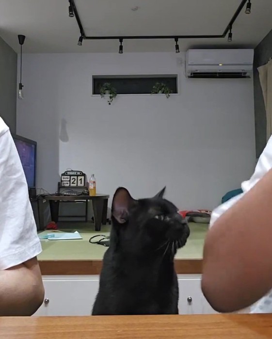 斜め上を見つめる猫