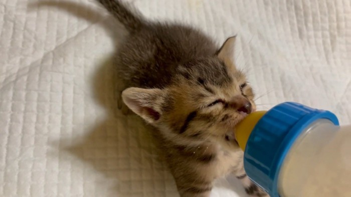 哺乳瓶でミルクをもらう子猫