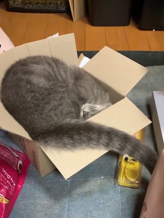 頭を箱の隅に入れる猫