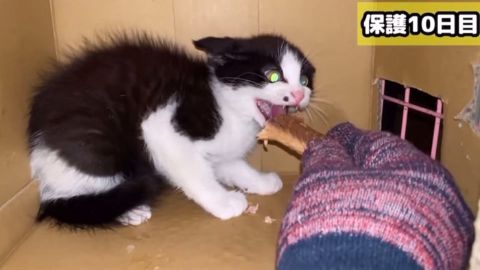 威嚇する子猫に食べ物を与える人の手