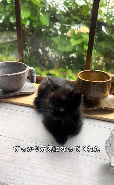 窓辺にいる黒猫