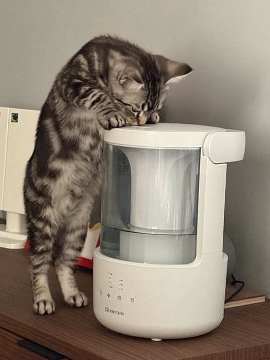 加湿器をなめる子猫