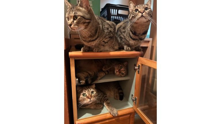 棚にいるキジトラ猫たち