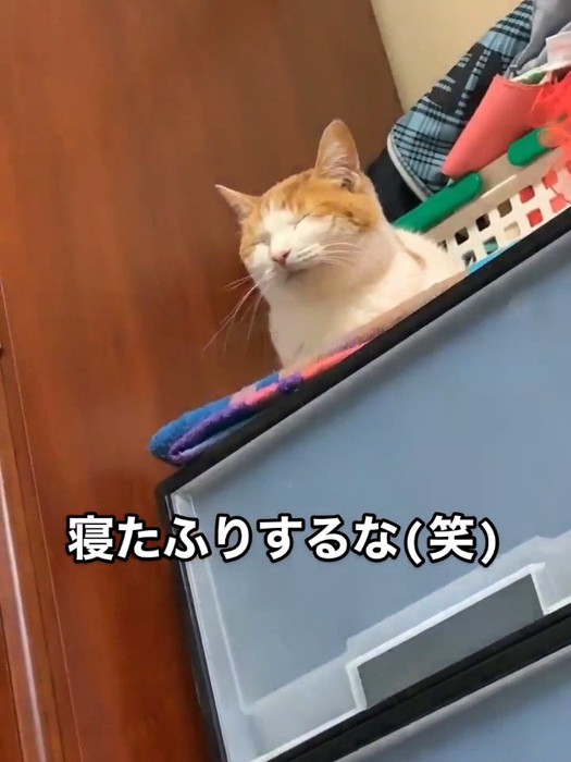 目を閉じた猫