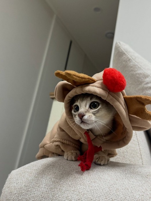 トナカイの服を着た子猫