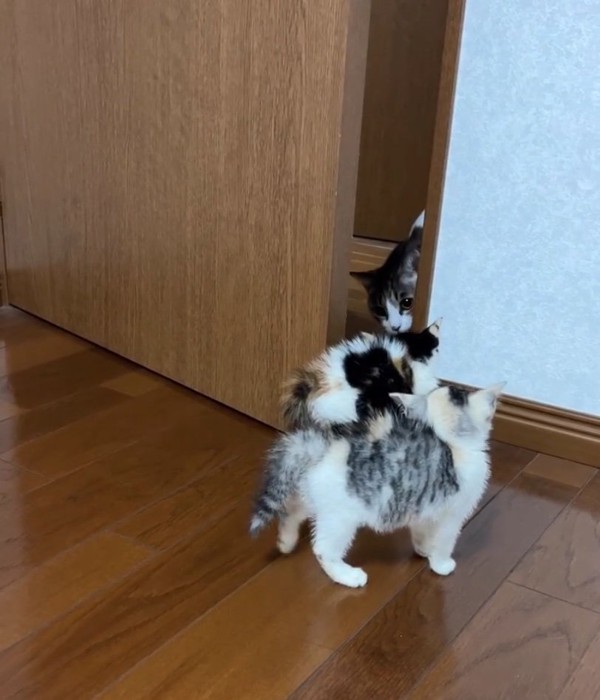 顔を近づける先住猫