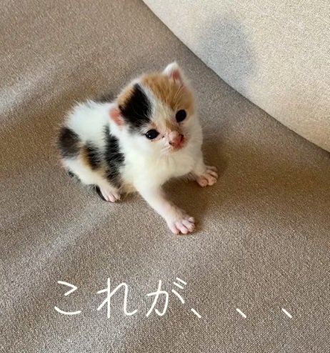 座っているミケの子猫