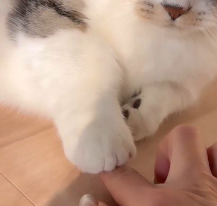 交互に前足と指を乗せ合う猫と女性
