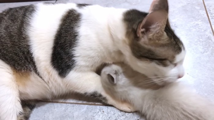 子猫を毛づくろいする成猫