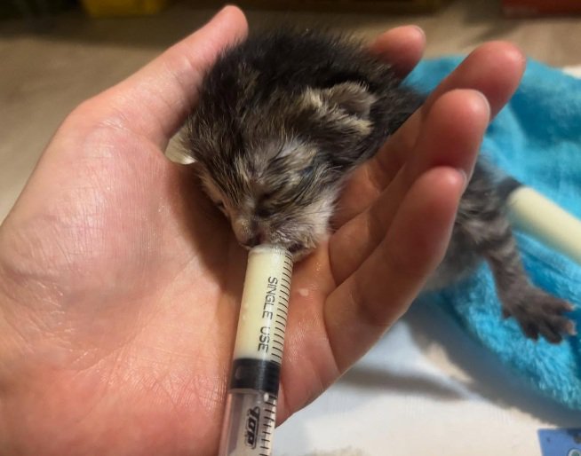 補給機で子猫にミルクを与える様子