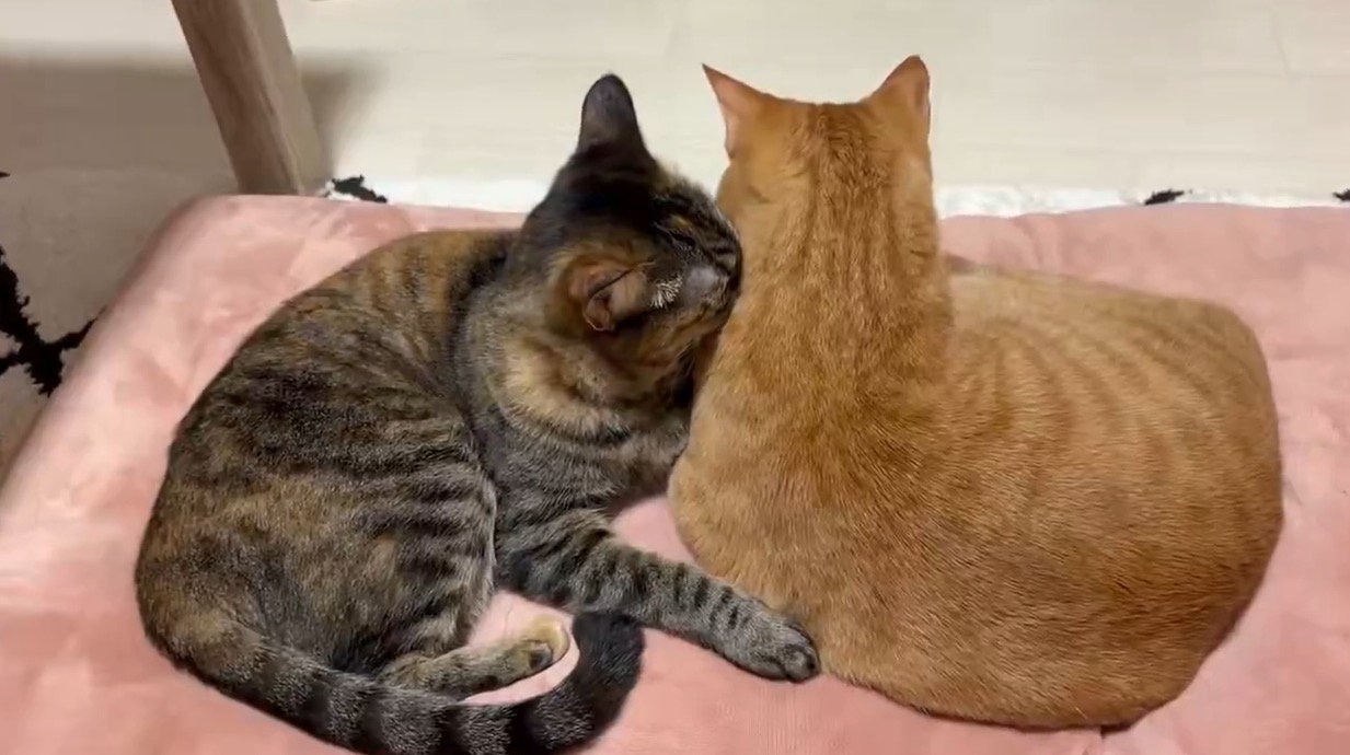 寄り添い合ってくつろぐ茶トラ猫と麦わら猫