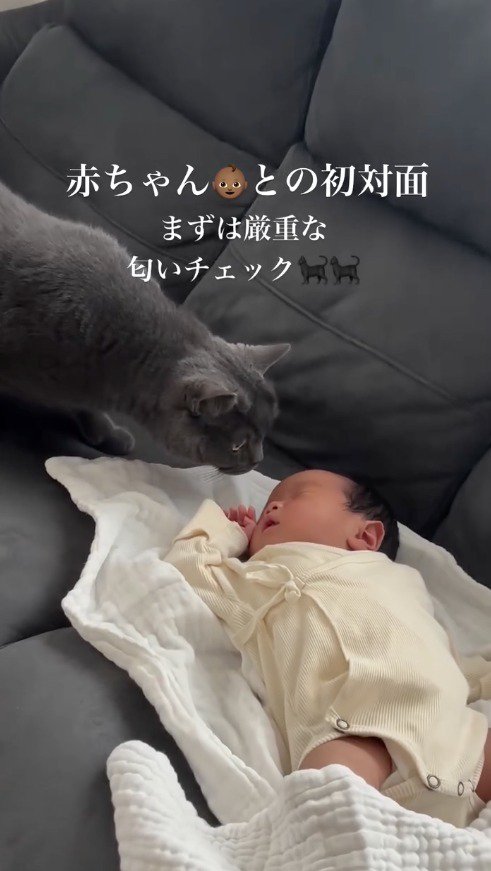 赤ちゃんに鼻を近づける黒い猫