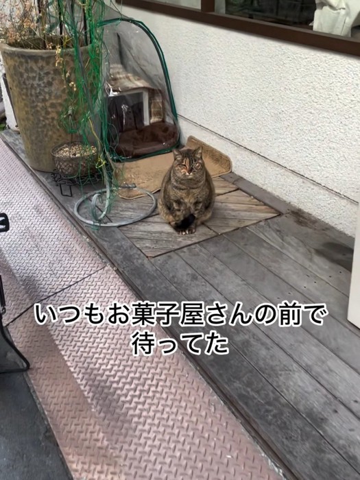 座っている猫
