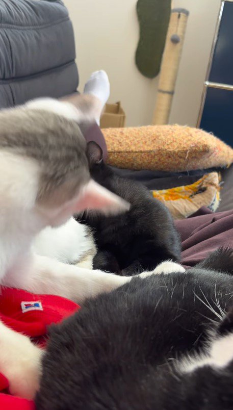 キジ白猫のおしりの近くのニオイを嗅ぐ黒猫