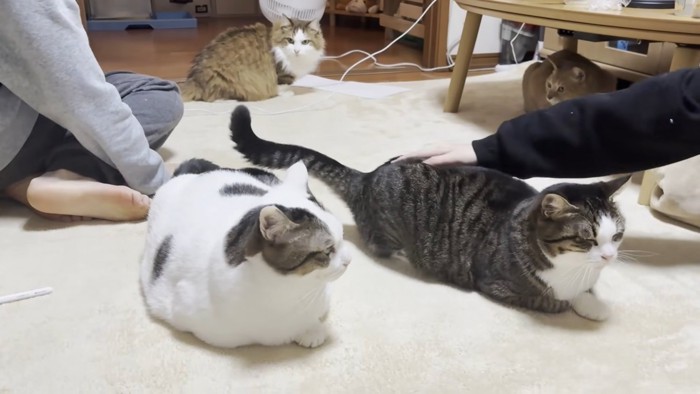 猫ちゃんの集合写真