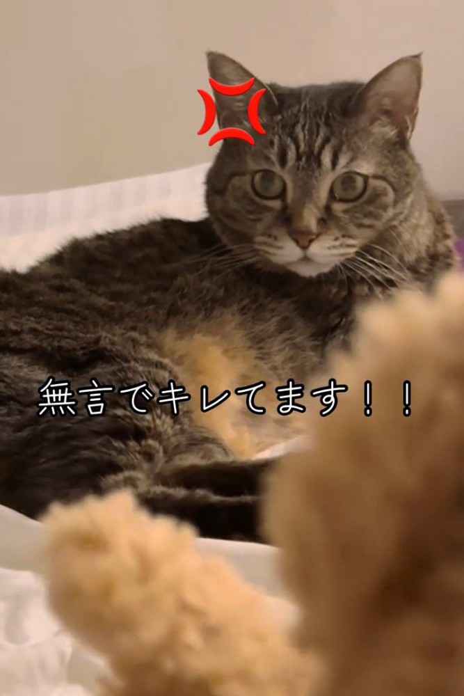 怒った顔の猫