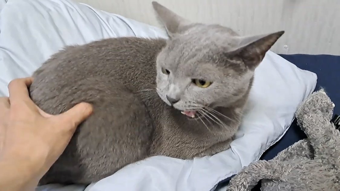 振り返って鳴く猫