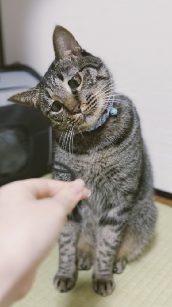 首を傾げる猫