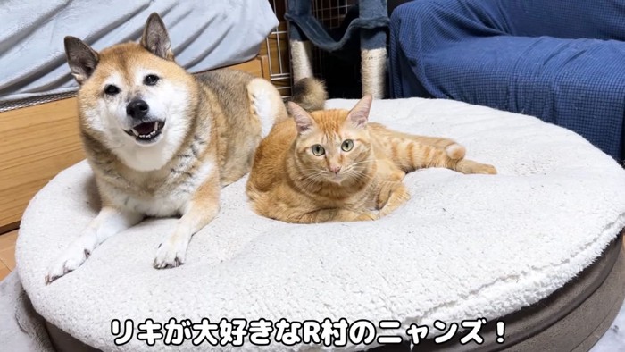 柴犬と茶トラ猫