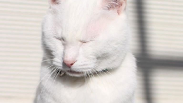 日光浴している猫