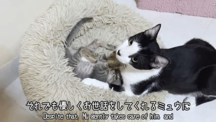 テロップ「それでも優しくお世話~」