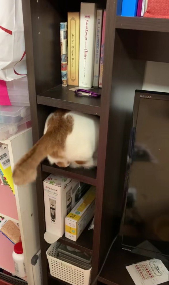 棚に入ろうとしている猫