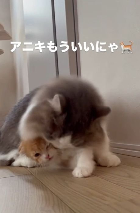 グレー白の猫の脇から顔を出す茶白の猫