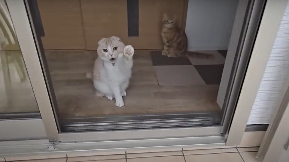 網戸をひっかく猫