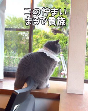 窓辺から外を眺める猫