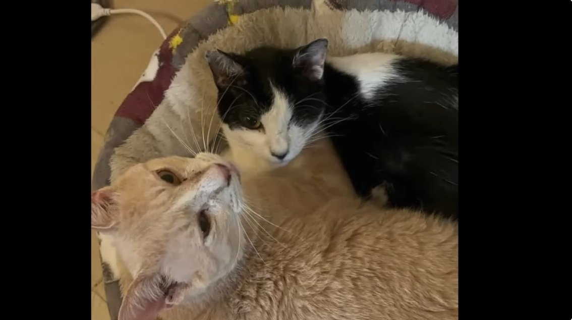 寄り添っている茶トラ猫とハチワレ猫