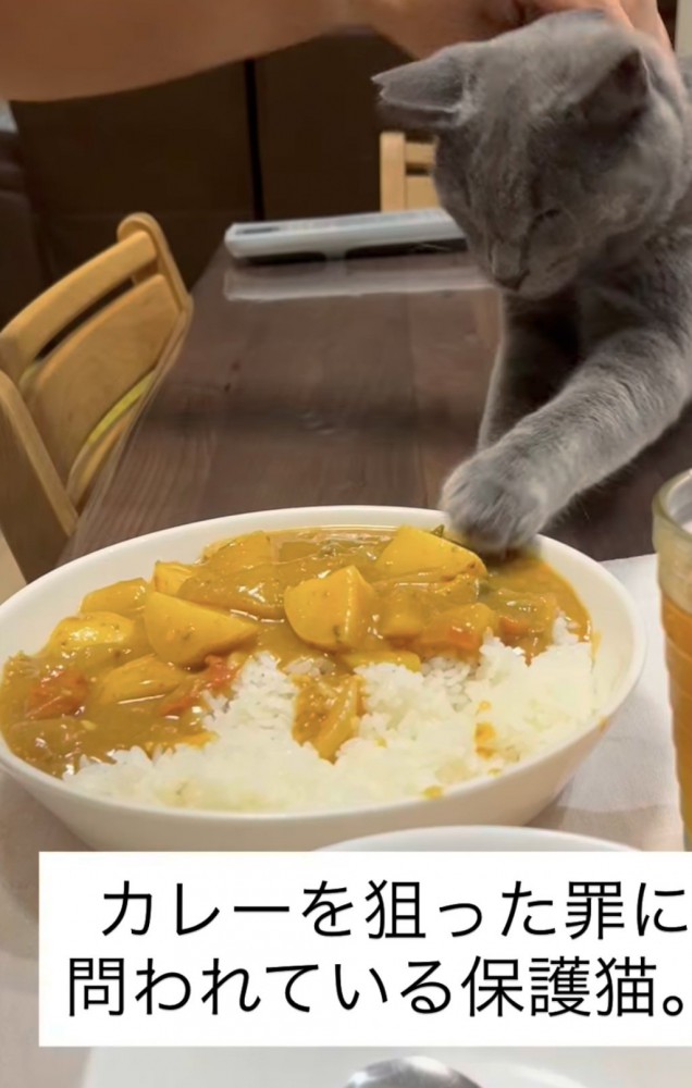 猫パンチをする猫