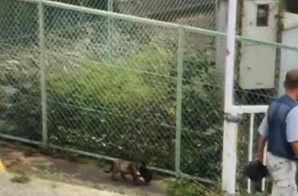 子猫を運ぶ母猫