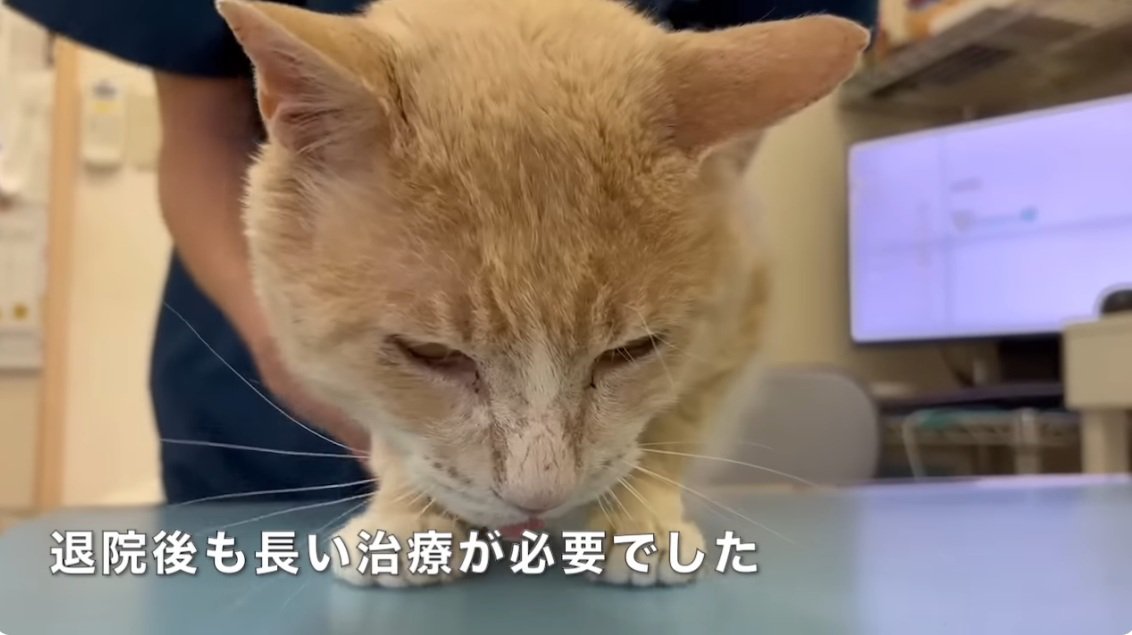 手術台の上にいる茶トラ猫