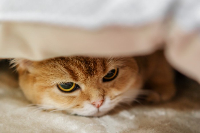 身を隠す猫