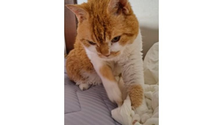 ふみふみしていた猫