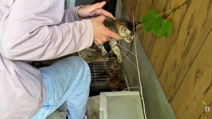 抱き上げられる子猫