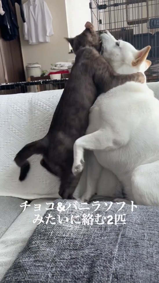 絡みつく犬と猫