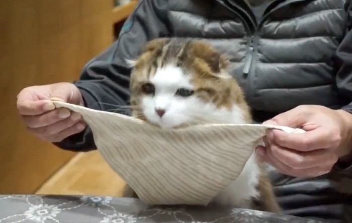 スタイに頭を乗せる猫