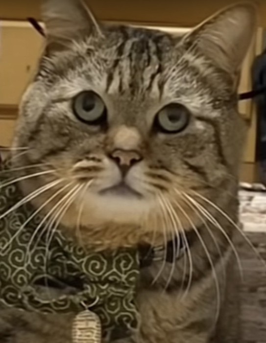 飼い主に叱られるキジトラ猫