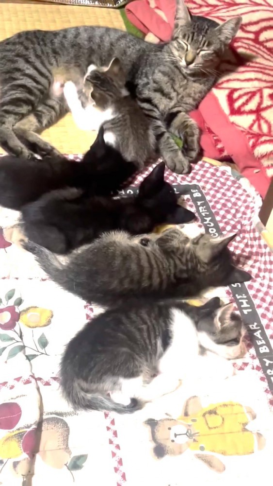 横になる成猫と子猫